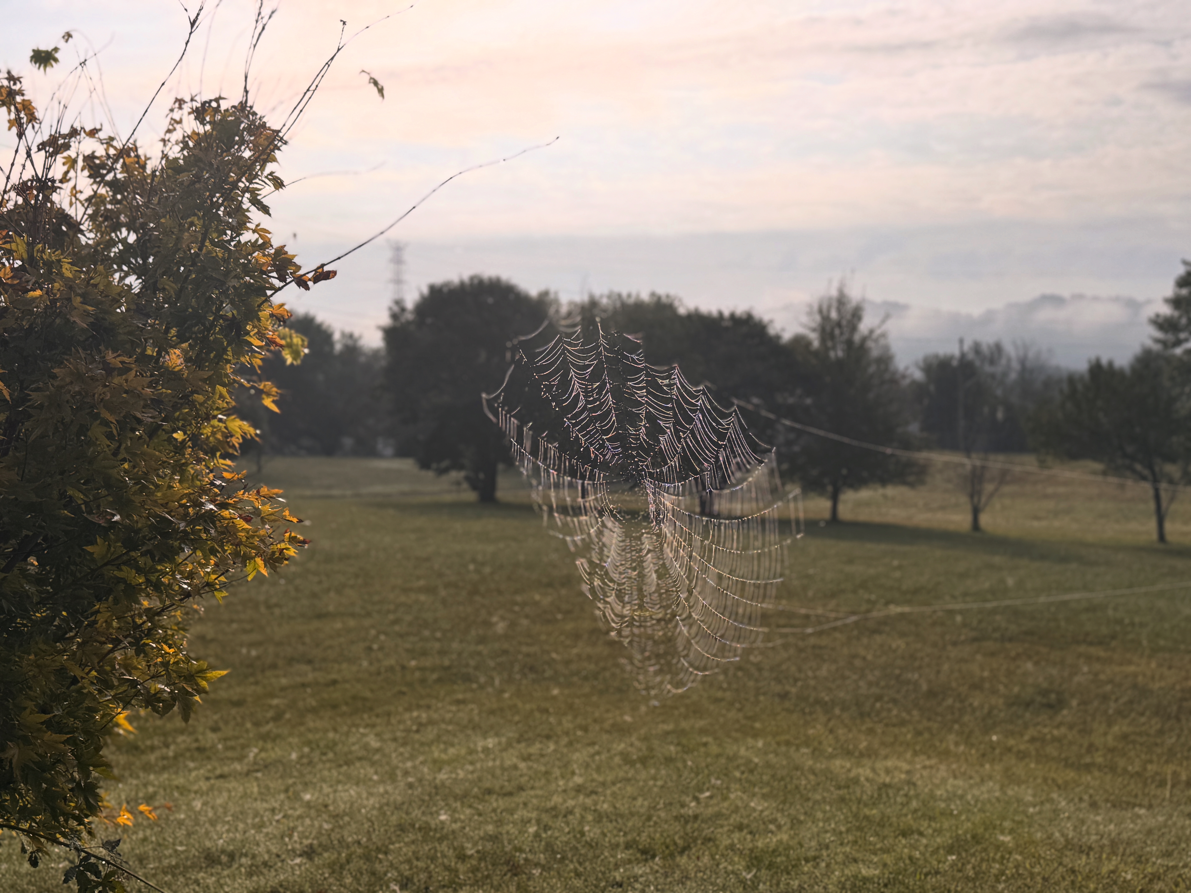 Dewy spiderweb in a misty morning field