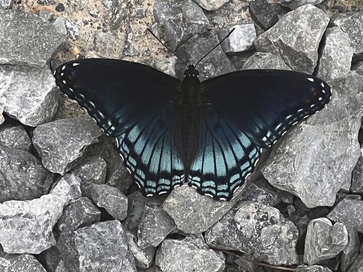 Blue butterfly on the gravel