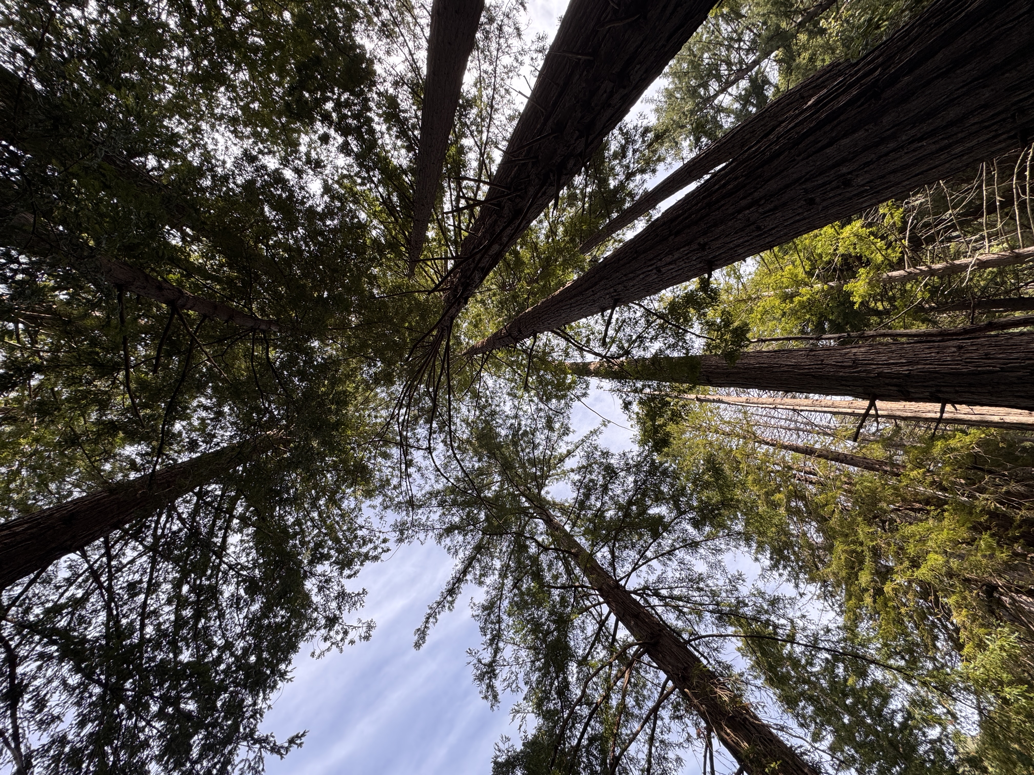 Looking up through towering treetops into the sky