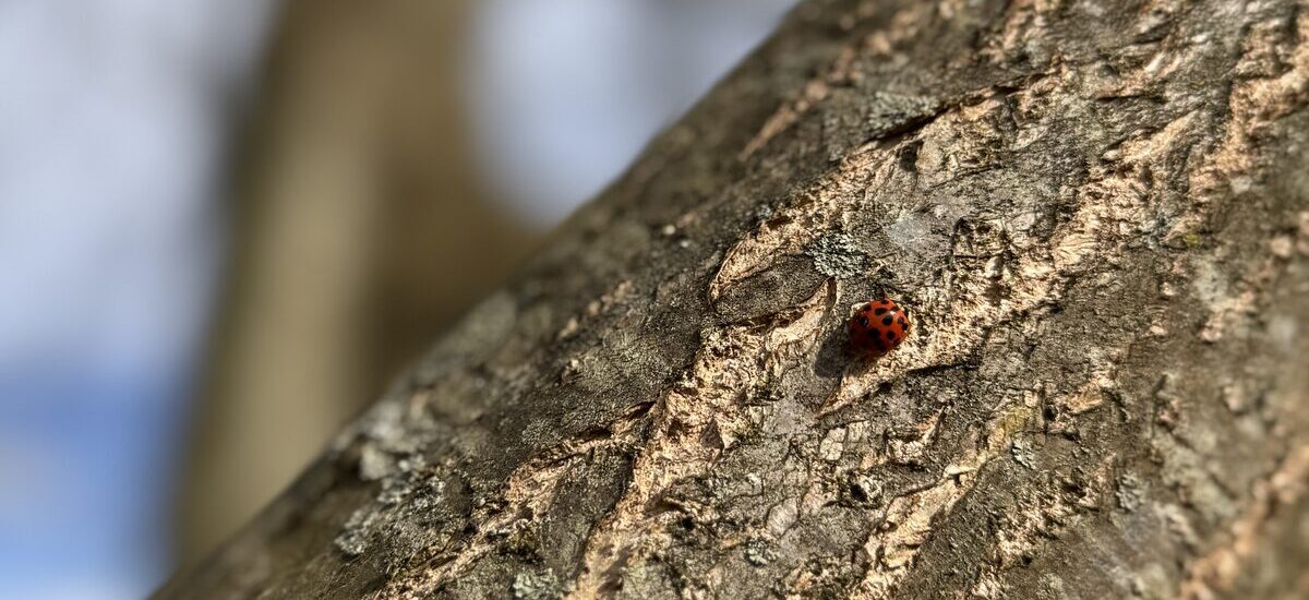 Ladybug on a tree branch