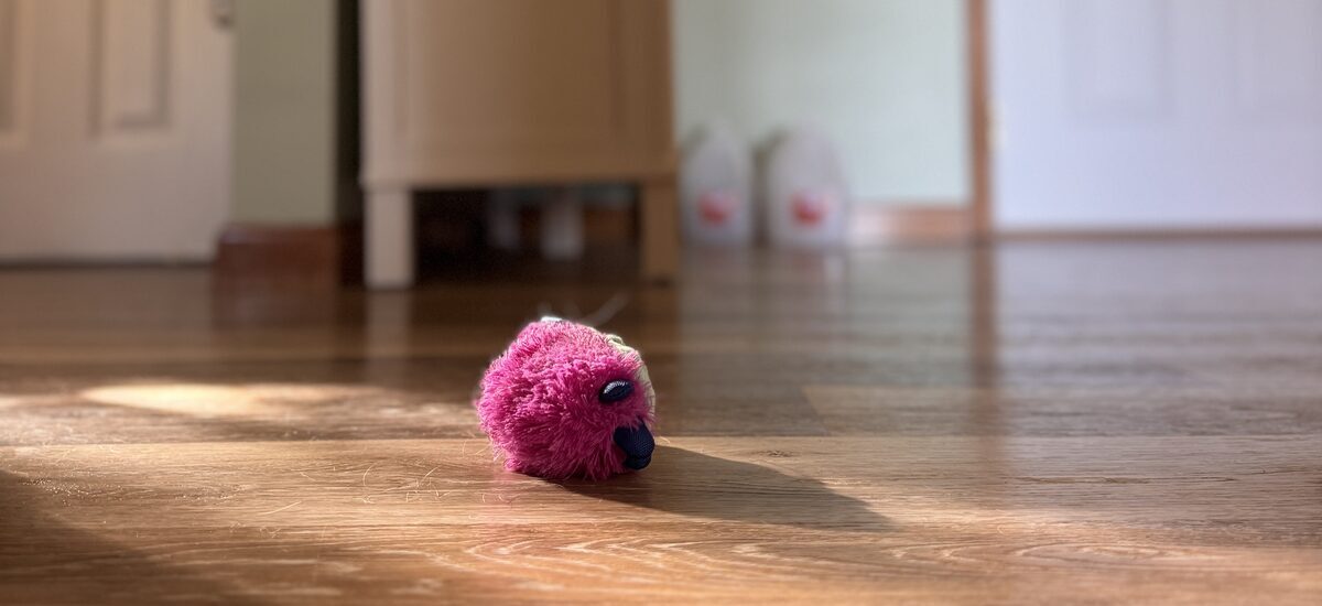 Sunshine on the floor at home