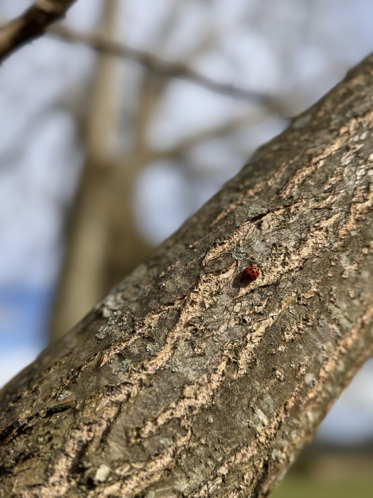 Barefoot and grounded