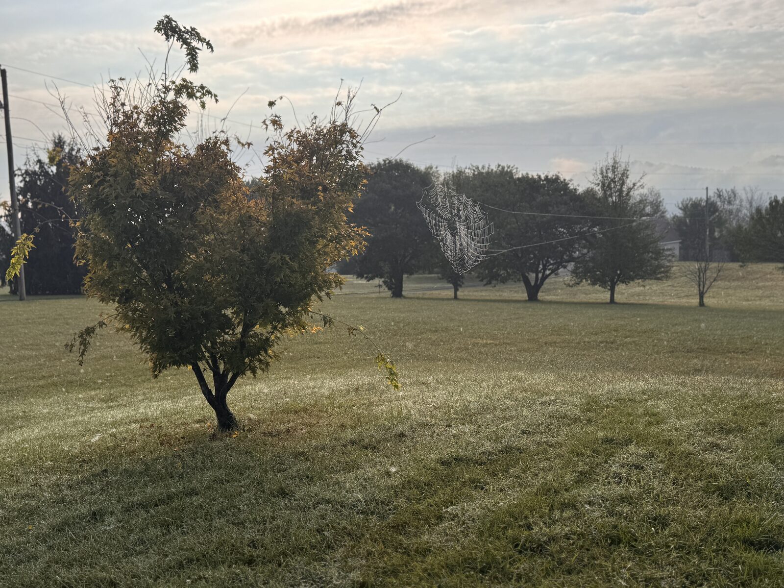 Spider web glistening in a morning field